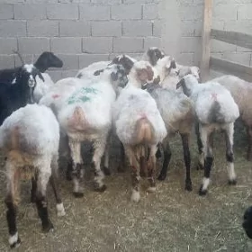 Bakylan işşek