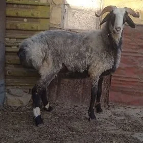 Goýun