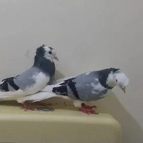 kepderi