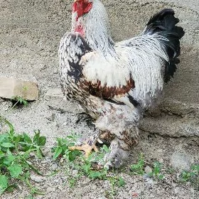 Brama horoz