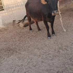 Sygyr
