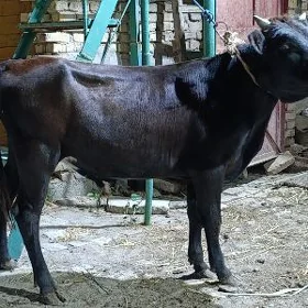 3sany okuz