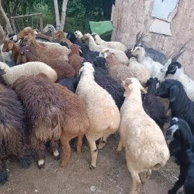 koy ew geçiler