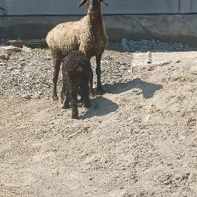 Guzly goýun
