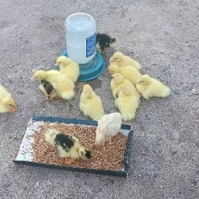 İndawutga jüje