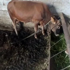 okuzce