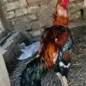 Baysow horaz