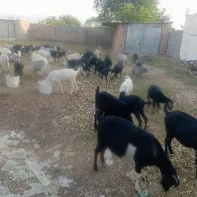 Erkeç dog