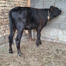 TOHUM OKUZ GIBRIT