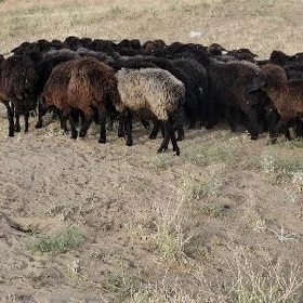 Gara koli işek
