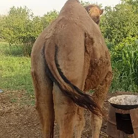 kosek semiz bakyla.