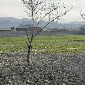 Arenda