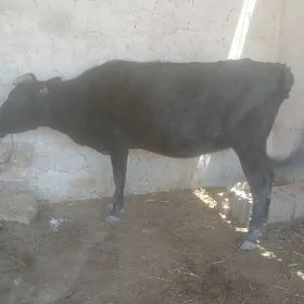 Sygyr