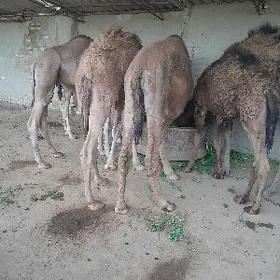 owşuk