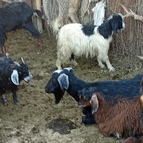 Geçi Cewiš