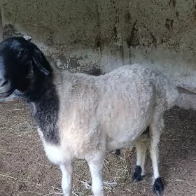 goç