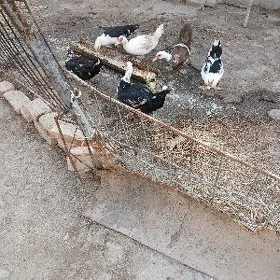 продаю