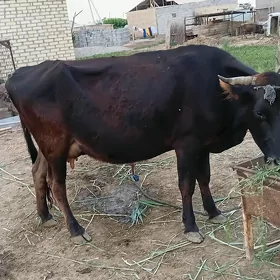 Goleli sygyr