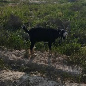 dog geçi