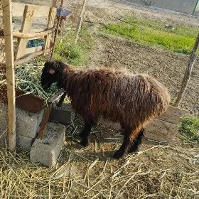 işşek