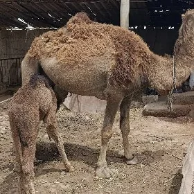 Düye