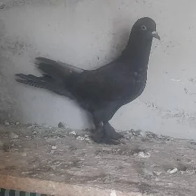 kepderi