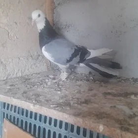 kepderi