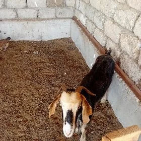 Geçi  semiz
