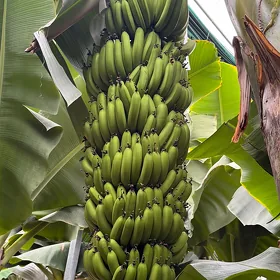 Banan yyladyşhana
