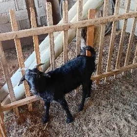 Ÿaş  Geçi