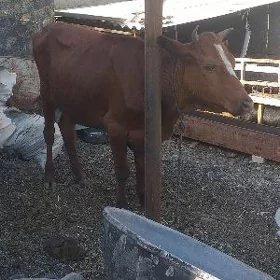Tüwe