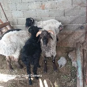 Goýun garaköl goç