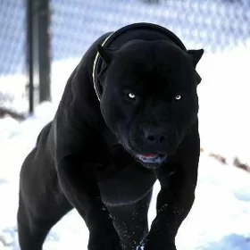 Pitbull питбуль