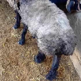 işşek semiz