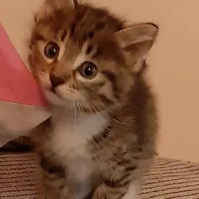 отдам котят