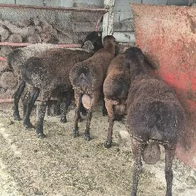 işşek goç gisar