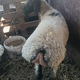 bakyllan işşek