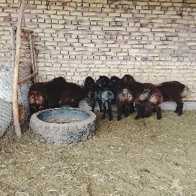 Tokly gurbanyga