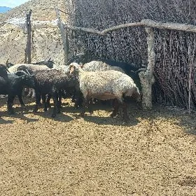 Goýun