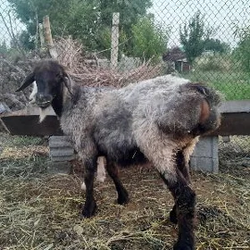 işşek