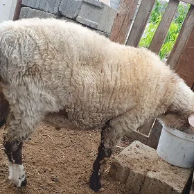 merenos...goç...