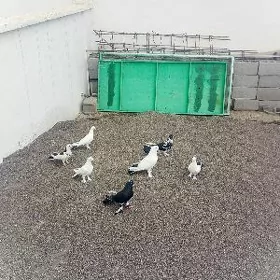 Kepderi