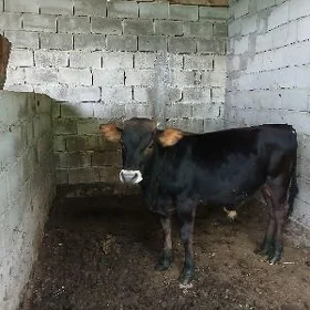 ökizökizökiz