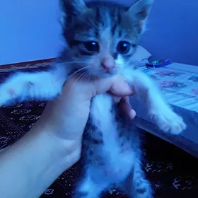 кошка