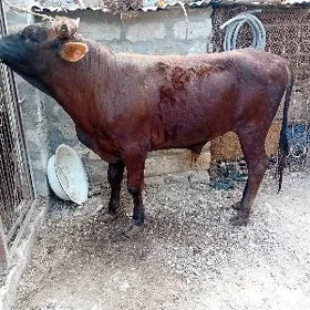 ökuz