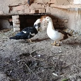 induşka индюшка
