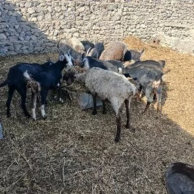 Dog, Geçi we Goyun
