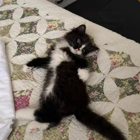 котенок