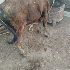 Ökuz