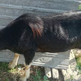 geçi